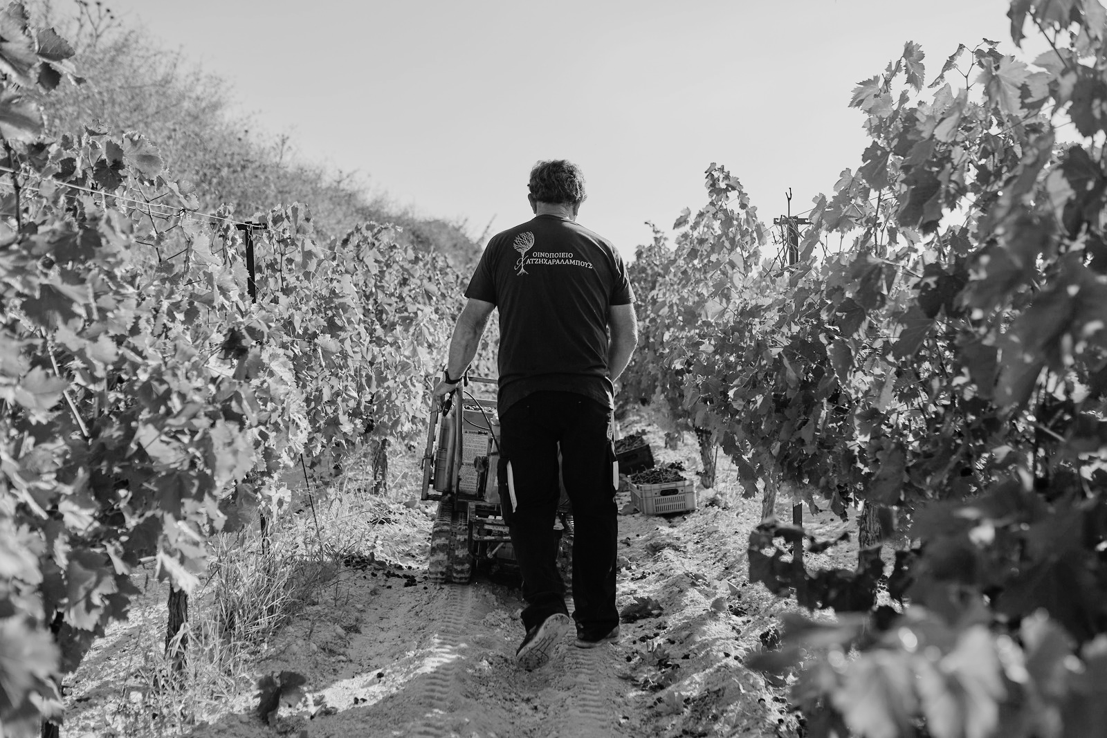 winery 58 - Edited
